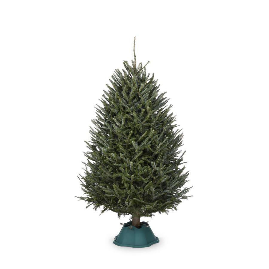 Fraser fir Christmas Tree