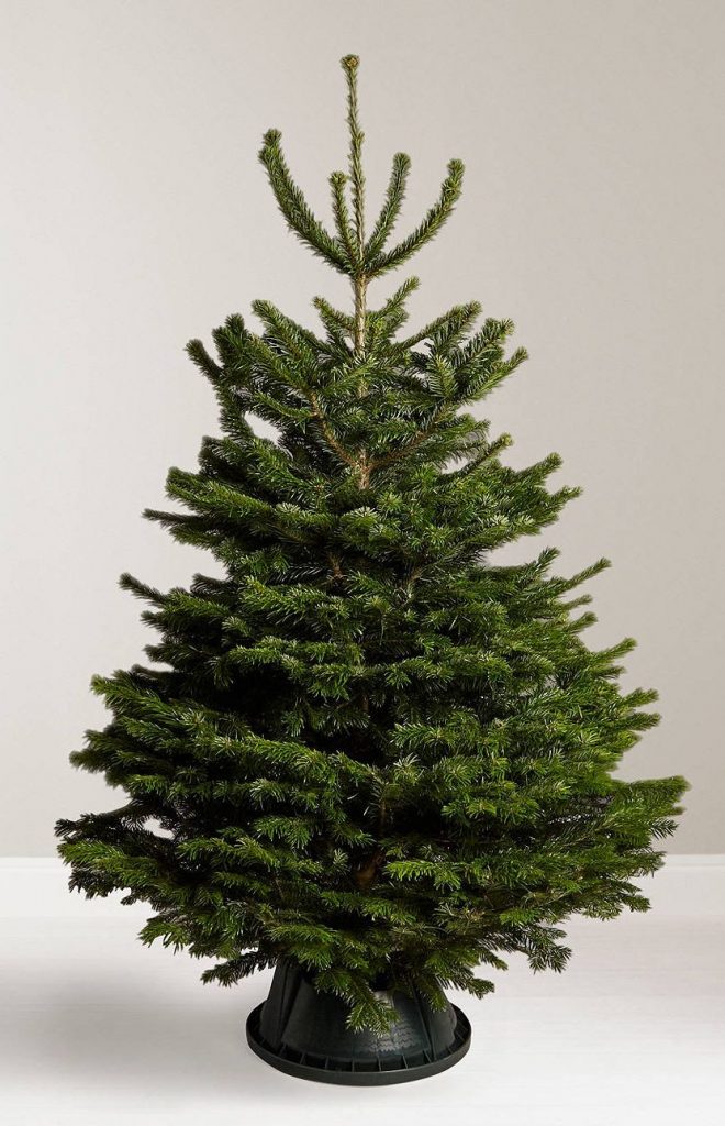Real Nordmann Fir Christmas tree by Carvers Trees in Clayton-le-Woods